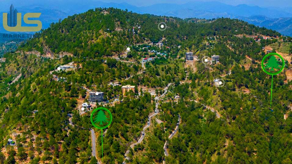 pine aerial view image